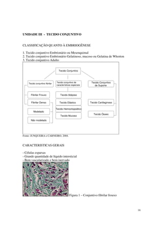 UNIDADE III - TECIDO CONJUNTIVO


CLASSIFICAÇÃO QUANTO À EMBRIOGÊNESE

1. Tecido conjuntivo Embrionário ou Mesenquimal
2. Tecido conjuntivo Embrionário Gelatinoso, mucoso ou Gelatina de Whorton
3. Tecido conjuntivo Adulto


                                   Tecido Conjuntivo




    Tecido conjuntivo fibrilar
                                 Tecido conjuntivo de          Tecido Conjuntivo
                                 características especiais       de Suporte


      Fibrilar Frouxo               Tecido Adiposo


      Fibrilar Denso                Tecido Elástico           Tecido Cartilaginoso

                                 Tecido Hemocitopoético
         Modelado
                                                                 Tecido Ósseo
                                     Tecido Mucoso
      Não modelado




Fonte: JUNQUEIRA e CARNEIRO, 2004.


CARACTERISTICAS GERAIS

- Células esparsas
- Grande quantidade de líquido intersticial
- Bem vascularizado e bem inervado




                                              Figura 1 – Conjuntivo fibrilar frouxo



                                                                                      16
 