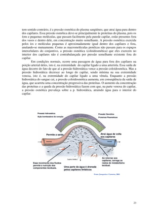 tem sentido contrário, é a pressão osmótica do plasma sangüíneo, que atrai água para dentro
dos capilares. Essa pressão osmótica deve-se principalmente às proteínas do plasma, pois os
íons e pequenas moléculas, que passam facilmente pela parede capilar, estão presentes fora
dos vasos e dentro dele, em concentração muito semelhante. A pressão osmótica exercida
pelos íos e moléculas pequenas é aproximadamente igual dentro dos capilares e fora,
anulando-se mutuamente. Como as macromoléculas protéicas não passam para os espaços
intercelulares do conjuntivo, a pressão osmótica (coloidosmótica) que eles exercem no
interior dos capilares não é contrabalançada por pressão semelhante existente fora do
capilar.
        Em condições normais, ocorre uma passagem de água para fora dos capilares na
porção arterial deles, isto é, na extremidade do capilar ligado a uma arteríola. Essa saída de
água decorre do fato de que aí a pressão hidrostática vence a pressão coloidosmóica. Mas a
pressão hidrostática decresce ao longo do capilar, sendo mínima na sua extremidade
venosa, isto é, na extremidade do capilar ligado a uma vênula. Enquanto a pressão
hidrostática do sangue cai, a pressão coloidosmótica aumenta, em conseqüência da saída de
água, que acarreta uma concentração progressiva das proteínas. O aumento da concentração
das proteínas e a queda da pressão hidrostática fazem com que, na parte venosa do capilar,
a pressão osmótica prevaleça sobre a p. hidrostática, atraindo água para o interior do
capilar.




             Pressão hidrostática                                       Pressão Osmótica
             Ação bombeadora do coração                                 Proteínas Plasmáticas




                      Permite a saída                                      Atrai água de volta
                                                                           aos capilares




                                                                             Ao retornar aos
                                                                             capilares, carrega os
         Esse movimento dos fluidos                                          restos do metabolismo
         permite a nutrição dos                                              tecidual.
         componentes teciduais.
                                          Uma parte da água é drenada
                                          pelos capilares linfáticos
                                                                   Fonte: Junqueira e Carneiro, 2004




                                                                                                       23
 