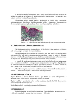 A presença do Centro germinativo indica que o nódulo está em grande atividade no
sentido da produção de linfócitos. O centro germinativo pode aparecer e desaparecer num
nódulo, conforme o estado funcional deste.
       Nos nódulos (tecido linfóide nodular) predominam as células livres, constituídas
principalmente por linfoblastos, linfócitos grandes, médios e pequenos, e plasmócitos em
diversos estágios de maturação; e células fixas: macrófagos e células reticulares.




                  Figura 1 – Nódulo linfóide abaixo do epitélio de revestimento da língua.

B) LINFONODOS OU GÂNGLIOS LINFÁTICOS

       São órgãos encapsulados constituídos por tecido linfóide e que aparecem espalhados
pelo corpo, sempre no trajeto dos vasos linfáticos.
       Os linfonodos são arredondados ou reniformes (um lado convexo e outro côncavo
onde está o hilo, pelo qual penetram as artérias nutridoras e saem as veias). A linfa que
atravessa os linfonodos penetra pelos vasos linfáticos, que desembocam na borda convexa
do órgão (vasos aferentes) e saem pelos linfáticos do hilo (vasos eferentes).
        A cápsula de tecido conjuntivo denso que envolve os linfonodos envia trabéculas
para o seu interior, dividindo o parênquima em compartimentos incompletos. O parênquima
do linfonodo é dividido numa região cortical, que se localiza abaixo da cápsula, ausente no
hilo, e numa região medular, que ocupa o centro do órgão e seu hilo.
        Além destas regiões, descreve-se também uma zona Paracortical, localizada entre a
cortical e a medular. Esta região é mal definida morfologicamente.

ESTRUTURA HISTOLÓGICA
Região Cortical - tecido linfóide frouxo, que forma os seios subcapsulares e
peritrabeculares, e por nódulos linfóides (tecido linfóide denso).
Região Medular - constituída pelos cordões medulares (tecido linfóide denso); seios
medulares (tecido linfóide frouxo).
Região Paracortical - constituída por tecido linfóide denso.

HISTOFISIOLOGIA
        Os linfonodos são verdadeiros filtros da linfa. Estão espalhados por todo o corpo, e
a linfa antes de atingir o sangue, atravessa ao menos 1 linfonodo.



                                                                                         40
 