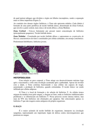 do qual partem tabiques que dividem o órgão em lóbulos incompletos, sendo a separação
entre os lobos imperfeita (Figura 2).
Ao contrário dos demais órgãos linfáticos, o Timo não apresenta nódulos. Cada lóbulo é
formado de uma parte periférica de tecido linfóide denso, denominado de Zona Cortical,
que envolve a parte central, mais clara e de tecido difuso, a Zona Medular.
Zona Cortical - Cora-se fortemente por possuir maior concentração de linfócitos
(principalmente pequenos). Tecido linfóide denso.
Zona Medular - Constituída por tecido linfóide difuso, e apresentam os corpúsculos de
Hassal, característicos do timo e constituídos por células achatadas, em arranjo concêntrico.
Predominam linfoblastos, linfócitos jovens.




Figura 2 – Lóbulo Tímico (X10)

HISTOFISIOLOGIA
        Com relação ao peso corporal, o Timo atinge seu desenvolvimento máximo logo
após o nascimento e sofre uma involução acentuada após a puberdade. Apesar de involuir
com a idade, o Timo continua funcionando e suas células são capazes de reagir,
aumentando a produção de linfócitos, quando estimuladas. O tecido tímico vai sendo
infiltrado por células adiposas.
        O Timo é o local de formação e de seleção de linfócitos T. As células tronco
migram da medula óssea pelo sangue, e chegam ao timo, onde os linfócitos indiferenciados
proliferam e se diferenciam em linfócitos T. Nesse processo ocorre intensa mitose, mas
mais de 95% dos linfócitos são eliminados por apoptose. São selecionados apenas os
linfócitos T que não reagem contra antígenos do próprio organismo.

E) BAÇO

       É o maior acúmulo de tecido linfóide do organismo, interposto na circulação
sanguínea, representando um importante órgão de defesa contra microorganismos que
penetram no sangue.



                                                                                          42
 