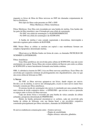 enquanto os feixes de fibras de fibras nervosas no SNP são chamadas conjuntamente de
Nervos Periféricos.
      Dois tipos de fibras estão presentes no SNC e SNP:
                     Fibras Mielínicas e Fibras Amielínicas

Fibras Mielínicas: Esta fibra está circundada por uma bainha de mielina. Esta bainha não
faz parte da fibra (neurônio), mas é formada por uma célula de sustentação.
        - No SNC esta célula de sustentação é o OLIGODENDRÓCITO.
        - No SNP esta célula de sustentação é de SCHWANN.

        A bainha de mielina é uma camada segmentada e descontínua, interrompida a
intervalos regulares pelos nódulos de RANVIER.

OBS: Nestas fibras as células se enrolam em espiral e suas membranas formam um
complexo lipoprotéico denominado mielina.

     Observam-se na Mielina fendas em forma de cones, as chamadas INCISURAS DE
SCHIMIDT-LANTERMANN.

Fibras Amielínicas
       Estas fibras periféricas são envolvidas pelas células de SCHWANN; mas não ocorre
enrolamento em espiral. Nestas fibras não existem nódulos de Ranvier, pois neles as células
de SCHWANN se unem lateralmente formando uma bainha contínua.

OBS: A substância cinzenta do SNC é rica em fibras nervosas amielínicas. Essas fibras são
envolvidas por expansões terminais de prolongamentos dos oligodendrócitos, uma vez que
não existe célula de Schwann no SNC.

b) Nervos:
        No SNP, as fibras nervosas agrupam-se em feixes, dando origem aos nervos.
Devido a cor da mielina, os nervos são esbranquiçados, exceto os raros nervos muito finos
formados somente por fibras amielínicas.
        O estroma (tecido de sustentação) dos nervos é constituído por uma camada fibrosa
mais externa de tecido conjuntivo denso - o EPINEURO - que reveste o nervo e preenche
os espaços entre os feixes de fibras nervosas.
        Cada um destes feixes é revestido por uma bainha de várias camadas de células
achatadas, justapostas denominada de PERINEURO.
        Dentro da bainha perineural encontram-se os axônios, cada um envolvido pela
bainha de células de Schwann, com sua lâmina basal, e um envoltório conjuntivo
constituído principalmente por fibras reticulares, chamadas de ENDONEURO.


Os nervos estabelecem comunicações entre: - Centros nervosos
                                         - Órgãos de sensibilidade
                                         - Órgãos efetores: músculos, glândulas.




                                                                                        51
 