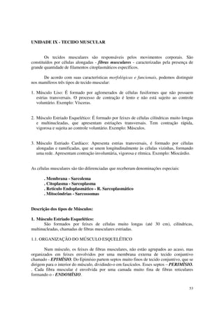 UNIDADE IX - TECIDO MUSCULAR


        Os tecidos musculares são responsáveis pelos movimentos corporais. São
constituídos por células alongadas - fibras musculares - caracterizadas pela presença de
grande quantidade de filamentos citoplasmáticos específicos.

      De acordo com suas características morfológicas e funcionais, podemos distinguir
nos mamíferos três tipos de tecido muscular:

1. Músculo Liso: É formado por aglomerados de células fusiformes que não possuem
   estrias transversais. O processo de contração é lento e não está sujeito ao controle
   voluntário. Exemplo: Vísceras.


2. Músculo Estriado Esquelético: É formado por feixes de células cilíndricas muito longas
   e multinucleadas, que apresentam estriações transversais. Tem contração rápida,
   vigorosa e sujeita ao controle voluntário. Exemplo: Músculos.


3. Músculo Estriado Cardíaco: Apresenta estrias transversais, é formado por células
   alongadas e ramificadas, que se unem longitudinalmente às células vizinhas, formando
   uma rede. Apresentam contração involuntária, vigorosa e rítmica. Exemplo: Miocárdio.


As células musculares são tão diferenciadas que receberam denominações especiais:

       . Membrana - Sarcolema
       . Citoplasma - Sarcoplasma
       . Retículo Endoplasmático - R. Sarcoplasmático
       . Mitocôndrias - Sarcossomas


Descrição dos tipos de Músculos:

1. Músculo Estriado Esquelético:
       São formados por feixes de células muito longas (até 30 cm), cilíndricas,
multinucleadas, chamadas de fibras musculares estriadas.

1.1. ORGANIZAÇÃO DO MÚSCULO ESQUELÉTICO

       Num músculo, os feixes de fibras musculares, não estão agrupados ao acaso, mas
organizados em feixes envolvidos por uma membrana externa de tecido conjuntivo
chamado - EPIMÍSIO. Do Epimísio partem septos muito finos de tecido conjuntivo, que se
dirigem para o interior do músculo, dividindo-o em fascículos. Esses septos – PERIMÍSIO.
. Cada fibra muscular é envolvida por uma camada muito fina de fibras reticulares
formando o - ENDOMÍSIO.


                                                                                      53
 