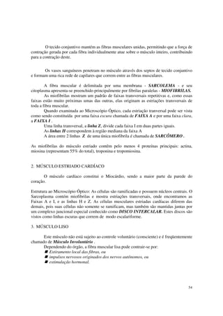 O tecido conjuntivo mantém as fibras musculares unidas, permitindo que a força de
contração gerada por cada fibra individualmente atue sobre o músculo inteiro, contribuindo
para a contração deste.


       Os vasos sanguíneos penetram no músculo através dos septos de tecido conjuntivo
e formam uma rica rede de capilares que correm entre as fibras musculares.

        A fibra muscular é delimitada por uma membrana - SARCOLEMA - e seu
citoplasma apresenta-se preenchido principalmente por fibrilas paralelas - MIOFIBRILAS.
        As miofibrilas mostram um padrão de faixas transversais repetitivas e, como essas
faixas estão muito próximas umas das outras, elas originam as estriações transversais de
toda a fibra muscular.
        Quando examinada ao Microscópio Óptico, cada estriação tranversal pode ser vista
como sendo constituída por uma faixa escura chamada de FAIXA A e por uma faixa clara,
a FAIXA I .
        Uma linha transversal, a linha Z, divide cada faixa I em duas partes iguais.
        As linhas H correspondem à região mediana da faixa A
        A área entre 2 linhas Z de uma única miofibrila é chamada de SARCÔMERO .

As miofibrilas do músculo estriado contêm pelo menos 4 proteínas principais: actina,
miosina (representam 55% do total), troponina e tropomiosina.


2. MÚSCULO ESTRIADO CARDÍACO

       O músculo cardíaco constitui o Miocárdio, sendo a maior parte da parede do
coração.

Estrutura ao Microscópio Óptico: As células são ramificadas e possuem núcleos centrais. O
Sarcoplasma contém miofibrilas e mostra estriações transversais, onde encontramos as
Faixas A e I, e as linhas H e Z. As células musculares estriadas cardíacas diferem das
demais, pois suas células não somente se ramificam, mas também são mantidas juntas por
um complexo juncional especial conhecido como DISCO INTERCALAR. Estes discos são
vistos como linhas escuras que correm de modo escalariforme.

3. MÚSCULO LISO

      Este músculo não está sujeito ao controle voluntário (consciente) e é freqüentemente
chamado de Músculo Involuntário .
      Dependendo do órgão, a fibra muscular lisa pode contrair-se por:
         Estiramento local das fibras, ou
         impulsos nervosos originados dos nervos autônomos, ou
         estimulação hormonal.




                                                                                       54
 