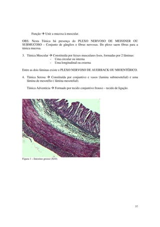 Função       Unir a mucosa à muscular.

OBS: Nesta Túnica há presença do PLEXO NERVOSO DE MEISSNER OU
SUBMUCOSO – Conjunto de gânglios e fibras nervosas. Do plexo saem fibras para a
túnica mucosa.

3. Túnica Muscular            Constituída por feixes musculares lisos, formadas por 2 lâminas:
                          -    Uma circular ou interna
                          -    Uma longitudinal ou externa

Entre as dois lâminas existe o PLEXO NERVOSO DE AUERBACK OU MIOENTÉRICO.

4. Túnica Serosa     Constituída por conjuntivo e vasos (lamina submesotelial) e uma
   lâmina de mesotélio ( lâmina mesotelial).

    Túnica Adventícia          Formado por tecido conjuntivo frouxo – tecido de ligação.




Figura 1 – Intestino grosso (X10)




                                                                                                 57
 
