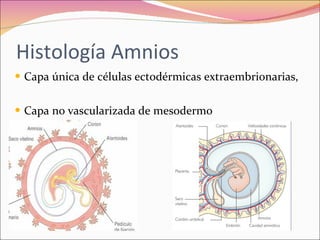 Polihidramnios y oligohidramnios