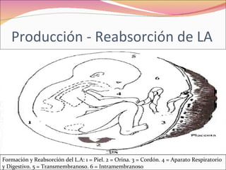Polihidramnios y oligohidramnios