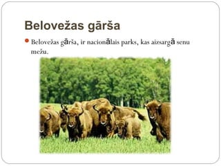 Belovežas gārša
Belovežas gārša, ir nacionālais parks, kas aizsarg ā senu
  mežu.
 