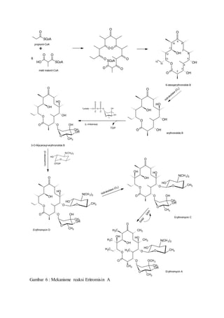 O
SCoA
+
OH SCoA
O O
6
propionil-CoA
metil malonil-CoA
O
O O
O
OO
O
SCoA
O
OH
O
OH
OH
O
6-deoxyerythronolide B
1
2
3
4
5
6
7
8
9
10
11
12
13
14
15
O
OH
O
OH
OH
O
OH
erythronolide B
hidroksilase
(O 2
)
PO
O
-
O P O
O O
O
-
O
OH
OHTymidine
O
OH
O
O
OH
O
OH
O
OH
CH3
OH
CH3
TDP
(L-mikarosa)
3-O-Mycarosyl-erythronolide B
OTDP
O
N(CH3)2
OH
(D-desosamin)
O
OH
O
O
O
O
OH
O
OH
CH3
OH
CH3
O
N(CH3)2
CH3
OH
O
OH
O
O
O
O
OH
O
OH
CH3
OH
CH3
O
N(CH3)2
CH3
OH
OH
O
CH3
CH3
CH3
CH3
OH
O
O
O
O
CH3
CH3
CH3
OH
O
OH
CH3
OCH3
CH3
O
N(CH3)2
CH3
OH
OH
Erythromycin D
Erythromycin C
Erythromycin A
hidroksilase (O2
)
SAM
SAH
Gambar 6 : Mekanisme reaksi Eritromisin A
 