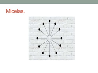 Micelas.
 