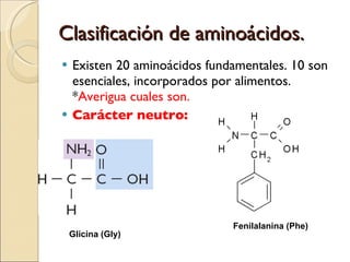 Clasificación de aminoácidos. Existen 20 aminoácidos fundamentales. 10 son esenciales, incorporados por alimentos.  * Averigua cuales son. Carácter neutro: Fenilalanina (Phe) Glicina (Gly) 