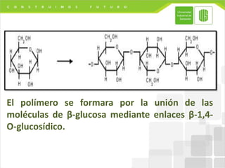 El polímero se formara por la unión de las
moléculas de β-glucosa mediante enlaces β-1,4-
O-glucosídico.
 