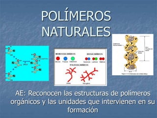 POLÍMEROS
NATURALES
AE: Reconocen las estructuras de polímeros
orgánicos y las unidades que intervienen en su
formación
 