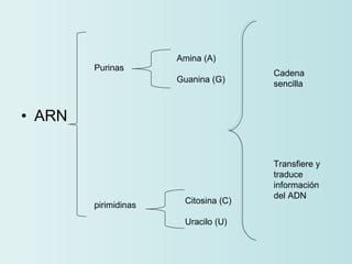 ARN Purinas pirimidinas Amina (A) Guanina (G) Citosina (C)  Uracilo (U) Cadena sencilla Transfiere y traduce información del ADN 