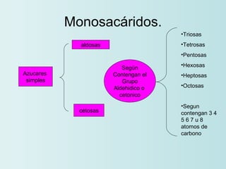 Monosacáridos. Azucares  simples cetosas aldosas Según Contengan el Grupo Aldehidico o  cetonico Triosas Tetrosas Pentosas Hexosas Heptosas Octosas Segun contengan 3 4 5 6 7 u 8 atomos de carbono 