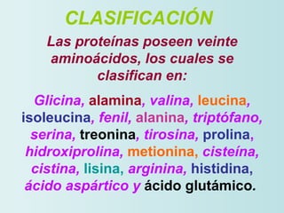<ul><li>CLASIFICACIÓN   </li></ul>Las proteínas poseen veinte aminoácidos, los cuales se clasifican en: Glicina,  alamina ...