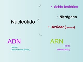 <ul><li>ácido fosfórico </li></ul><ul><li>Nitrógeno  </li></ul><ul><li>Azúcar  ( pentosa )   </li></ul>Nucleótido ADN  ARN...