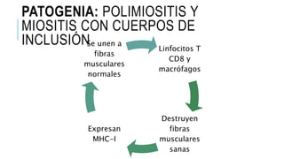 PATOGENIA: POLIMIOSITIS Y
MIOSITIS CON CUERPOS DE
INCLUSIÓN Linfocitos T
CD8 y
macrófagos
Destruyen
fibras
musculares
sanas
Expresan
MHC-I
Se unen a
fibras
musculares
normales
 