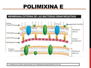 POLIMIXINA E
Mecanismo de acción.
o Bactericida.
o Se insertan en las membranas bacterianas.
o Aumentan la permeabilidad de la ME fijan su porcion cationica (polipeptido)
a la porción anionica (lipopolisacarido) de la membrana de los BGN,
provocando la muerte celular
J. 184 Molina et al / Enferm Infecc Microbiol Clin. & 2009 Elsevier Espana 2009;27(3):178–188
 