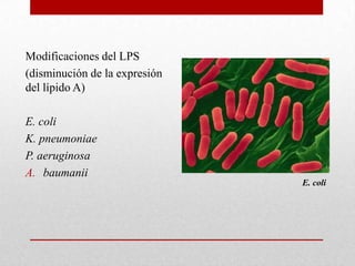 Modificaciones del LPS
(disminución de la expresión
del lípido A)

E. coli
K. pneumoniae
P. aeruginosa
A. baumanii
                               E. coli
 