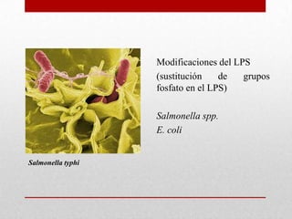 Modificaciones del LPS
                   (sustitución    de   grupos
                   fosfato en el LPS)

                   Salmonella spp.
                   E. coli


Salmonella typhi
 