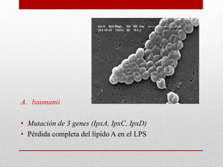 A. baumanii

• Mutación de 3 genes (IpxA, IpxC, IpxD)
• Pérdida completa del lípido A en el LPS
 