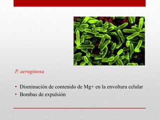 P. aeruginosa

• Disminución de contenido de Mg+ en la envoltura celular
• Bombas de expulsión
 