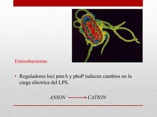 Enterobacterias

• Reguladores loci pmrA y phoP inducen cambios en la
  carga eléctrica del LPS.

                  ANION         CATION
 