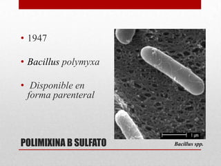 • 1947

• Bacillus polymyxa

• Disponible en
  forma parenteral



POLIMIXINA B SULFATO   Bacillus spp.
 