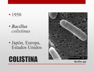 • 1950

• Bacillus
  colistinus

• Japón, Europa,
  Estados Unidos

COLISTINA          Bacillus spp.
 
