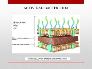 ACTIVIDAD BACTERICIDA


LPS (ANION)
-Mg+
-Ca+




              PARED CELULAR DE BACTERIAS GRAM NEGATIVAS
 