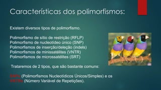Características dos polimorfismos:
Existem diversos tipos de polimorfismo.
Polimorfismo de sítio de restrição (RFLP)
Polimorfismo de nucleotídeo único (SNP)
Polimorfismos de inserção/deleção (indels)
Polimorfismos de minissatélites (VNTR)
Polimorfismos de microssatélites (SRT)
Trataremos de 2 tipos, que são bastante comuns:
SNPs (Polimorfismos Nucleotídicos Únicos/Simples) e os
VNTRs (Número Variável de Repetições).
 