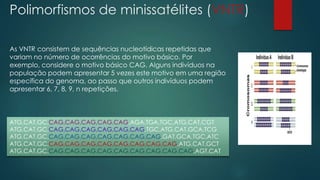 Polimorfismos de minissatélites (VNTR)
As VNTR consistem de sequências nucleotídicas repetidas que
variam no número de ocorrências do motivo básico. Por
exemplo, considere o motivo básico CAG. Alguns indivíduos na
população podem apresentar 5 vezes este motivo em uma região
específica do genoma, ao passo que outros indivíduos podem
apresentar 6, 7, 8, 9, n repetições.
ATG,CAT,GC,CAG,CAG,CAG,CAG,CAG,AGA,TGA,TGC,ATG,CAT,CGT
ATG,CAT,GC,CAG,CAG,CAG,CAG,CAG,CAG,TGC,ATG,CAT,GCA,TCG
ATG,CAT,GC,CAG,CAG,CAG,CAG,CAG,CAG,CAG,GAT,GCA,TGC,ATC
ATG,CAT,GC,CAG,CAG,CAG,CAG,CAG,CAG,CAG,CAG,ATG,CAT,GCT
ATG,CAT,GC,CAG,CAG,CAG,CAG,CAG,CAG,CAG,CAG,CAG,AGT,CAT
 