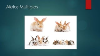 Alelos Múltiplos
 