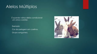 Alelos Múltiplos
É quando vários alelos condicional
um único caráter.
Exemplo:
Cor da pelagem em coelhos.
Grupo sanguíneo.
 