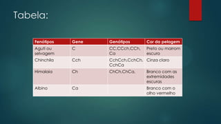 Tabela:
Fenótipos Gene Genótipos Cor da pelagem
Aguti ou
selvagem
C CC,CCch,CCh,
Ca
Preto ou marrom
escuro
Chinchila Cch CchCch,CchCh,
CchCa
Cinza claro
Himalaia Ch ChCh,ChCa, Branco com as
extremidades
escuras
Albino Ca Branco com o
olho vermelho
 