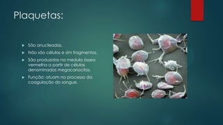 Plaquetas:
 São anucleadas.
 Não são células e sim fragmentos.
 São produzidas na medula óssea
vermelha a partir de células
denominadas megacariocitos.
 Função: atuam no processo da
coagulação do sangue.
 