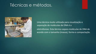Uma técnica muito utilizada para visualização e
separação de moléculas de DNA é a
eletroforese. Esta técnica separa moléculas de DNA de
acordo com o tamanho (massa), forma e compactação.
Técnicas e métodos.
 