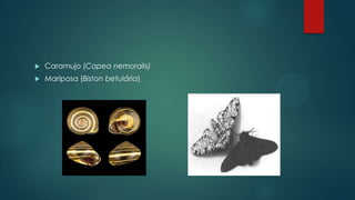  Caramujo (Capea nemoralis)
 Mariposa (Biston betulária)
 