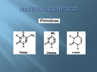 Polimorfismos Geneticos