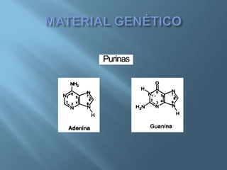 Polimorfismos Geneticos