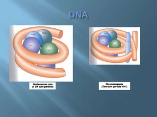 Polimorfismos Geneticos
