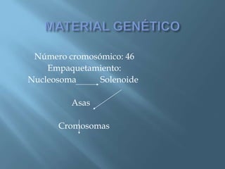 Polimorfismos Geneticos