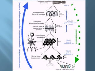 Polimorfismos Geneticos