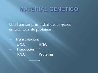 Polimorfismos Geneticos