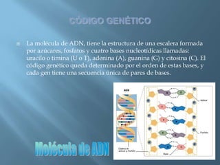 Polimorfismos Geneticos