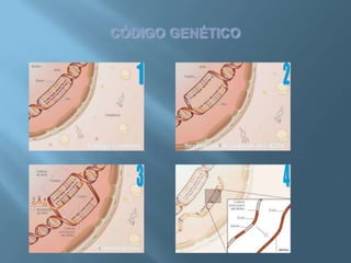 Polimorfismos Geneticos