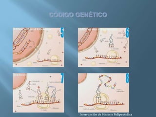 Polimorfismos Geneticos