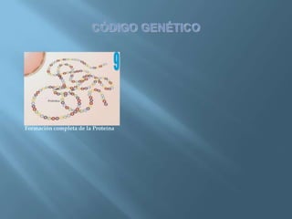 Polimorfismos Geneticos