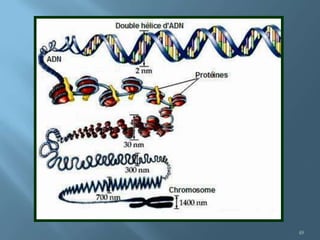 Polimorfismos Geneticos