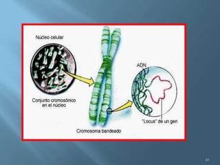 Polimorfismos Geneticos